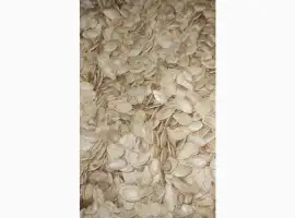 Зображення для оголошення Купим семечку тыквы всех сортов