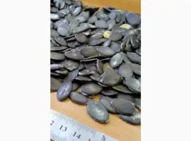 Зображення для оголошення Купим голосемянную семечку.работаем с новой почтой