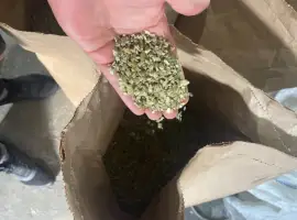 Продам тыквенные семочки бой на масло