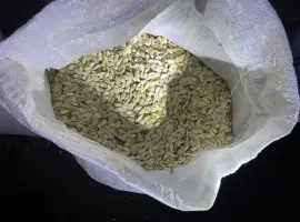 Зображення для оголошення Продам мелкую тыквенную семечку на масло