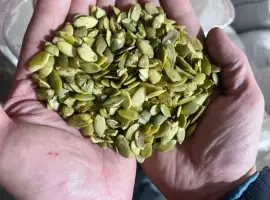 Продам бой чищенной семочки сорт украинка на масло