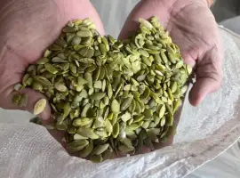 Зображення для оголошення Продам чищенную кабаковую семечку на масло
