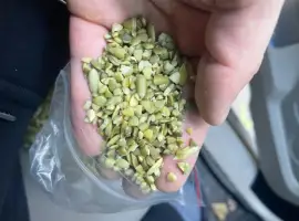 Продам чищенную Семочку нового урожая на масло
