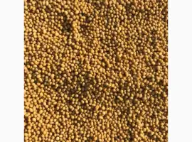 Зображення для оголошення Продам cемена насіння желтой яровой ярої горчицы гірчиці