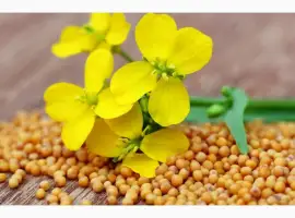 Зображення для оголошення Продам семена Горчицы