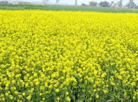Зображення для оголошення Продам насіння гірчиці