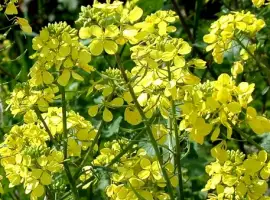 Зображення для оголошення Куплю білу гірчицю