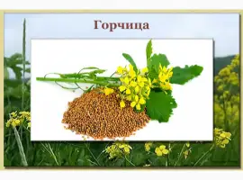 Зображення для оголошення Горцицы семена продаю