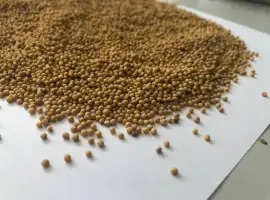 Зображення для оголошення Продам белую горчицу
