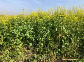 Зображення для оголошення Продам насіння білої гірчиці «Андромеда»