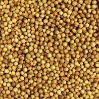 Зображення для оголошення Семена кориандра ОКСАНИТ элита 1 репрод