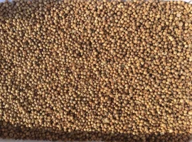 Зображення для оголошення Продам Кориандр