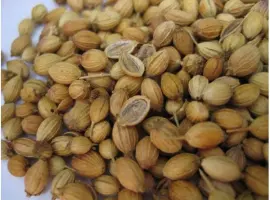 Зображення для оголошення Куплю коріандр за готівку