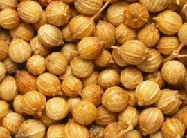 Зображення для оголошення Продам Коріанд