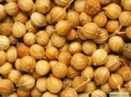 Зображення для оголошення Коріандр сорт Оксаніт