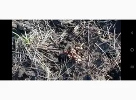 Зображення для оголошення Деструктор поживних решток