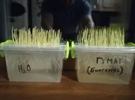 Зображення для оголошення Гумат Калия из биогумуса