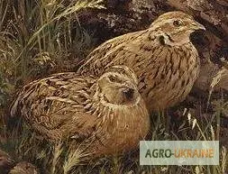 Зображення для оголошення Удобрение эко - перепелиный помет