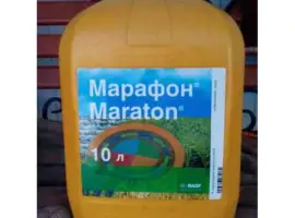 Зображення для оголошення Марафон - гербіцид для захисту посівів зернових культур