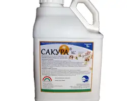 Зображення для оголошення САКУРА