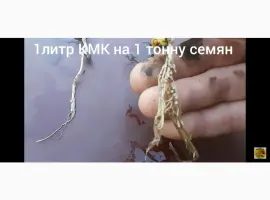 Зображення для оголошення КмК - стимулятор роста