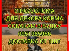 Зображення для оголошення Сено солома для фотосессии декора в тюках мешках с доставкой от 1шт
