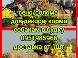 Зображення для оголошення Солома для фотозон декора