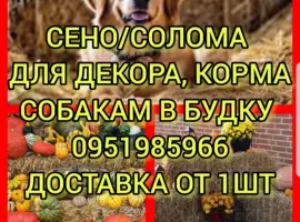 Зображення для оголошення Люцерна, луговое сено, солома в тюках мешках. Доставка. Объёмы