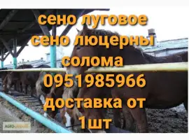 Зображення для оголошення Сено луговое