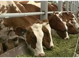 Зображення для оголошення Продажа сена (луговое