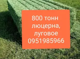 Зображення для оголошення СЕНО для КРС