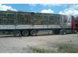 Зображення для оголошення Сено люцерны