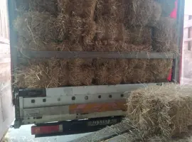 Зображення для оголошення Сіно в тюках лугове різнотравя. Урожай 2022 року