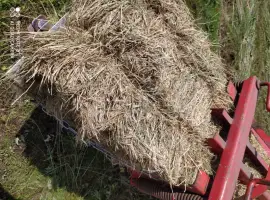 Зображення для оголошення Лугове сіно в тюках