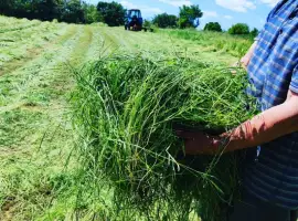 Зображення для оголошення Продам сіно лугове