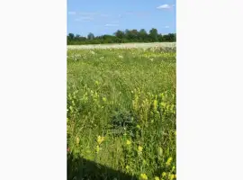 Зображення для оголошення Сіно - продаж- тюки