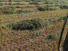 Зображення для оголошення Продам сіно із люцерни