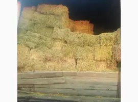 Зображення для оголошення Сіно люцерни в тюках