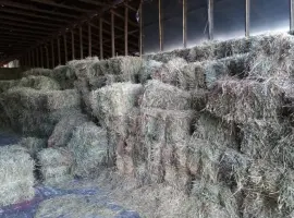 Зображення для оголошення Продам сіно з люцерни. Гранули люцерни