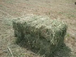 Зображення для оголошення Продам сіно люцерни у тюках по 15-18 кг, врожай 2023р 75грн