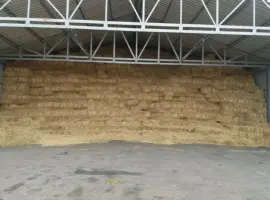 Зображення для оголошення Продам солому в тюках весом