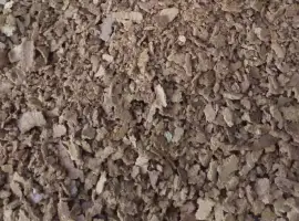 Зображення для оголошення Продам макуху з гарбузового насіння