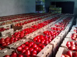 Продам ящик под помидор