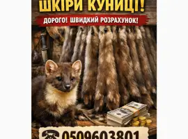 Зображення для оголошення Куплю шкіри шкури куниці