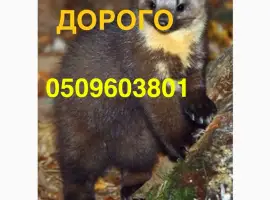 Зображення для оголошення Купляємо шкіри куниці ДОРОГО по усій Україні/хутро/куница