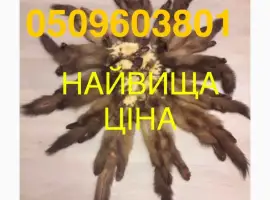 Зображення для оголошення Закупівля по найкращих цінах шкір куниці (знайшли дорожче-ми заплатимо ще дорожче )