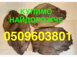 Зображення для оголошення Купуємо НАЙДОРОЖЧЕ сухі шкіри бобра щодня Луцьк