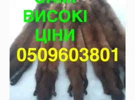 Зображення для оголошення Куплю куницю ДОРОЖЧЕ ІНШИХ