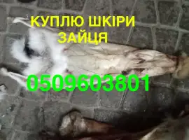Зображення для оголошення Купуємо сухі не солені шкіри зайця ДОРОГО