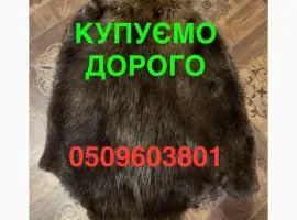 Зображення для оголошення Купуємо ДОРОГО сухі не солені шкіри бобра